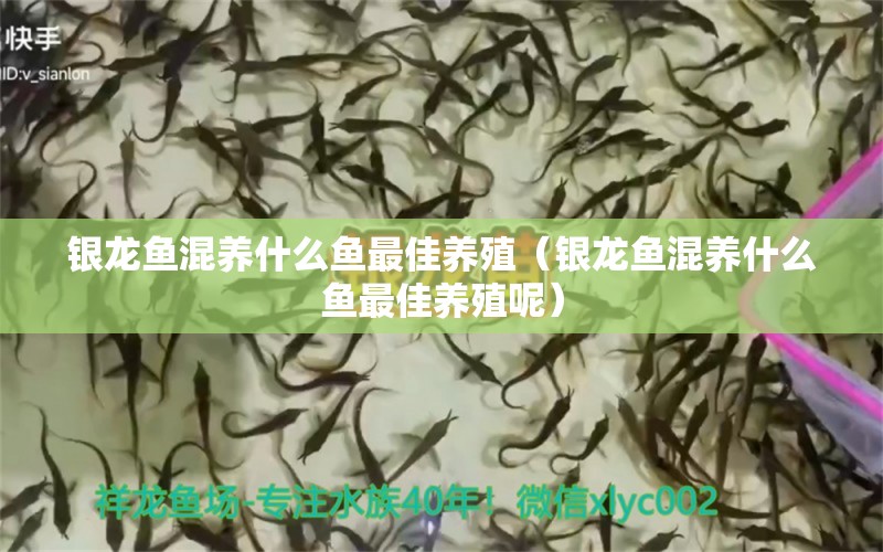 銀龍魚混養(yǎng)什么魚最佳養(yǎng)殖（銀龍魚混養(yǎng)什么魚最佳養(yǎng)殖呢）