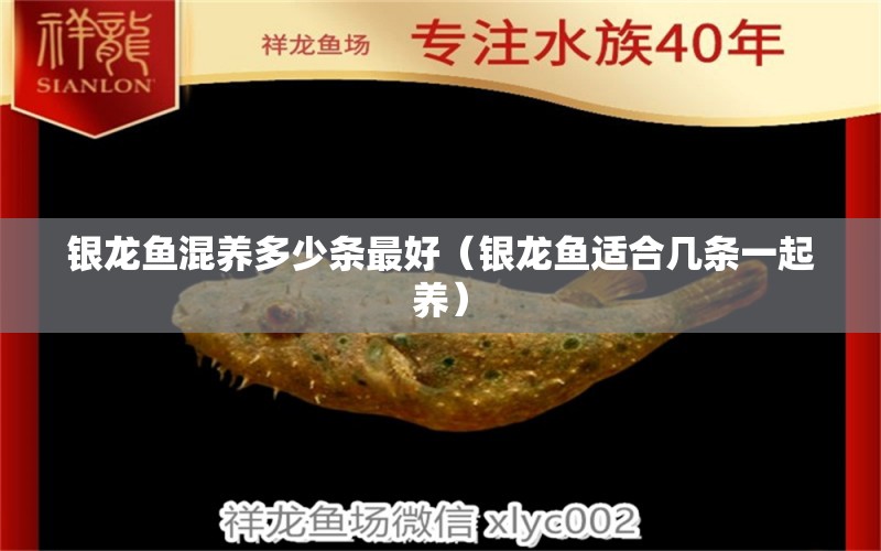 銀龍魚混養(yǎng)多少條最好（銀龍魚適合幾條一起養(yǎng)）