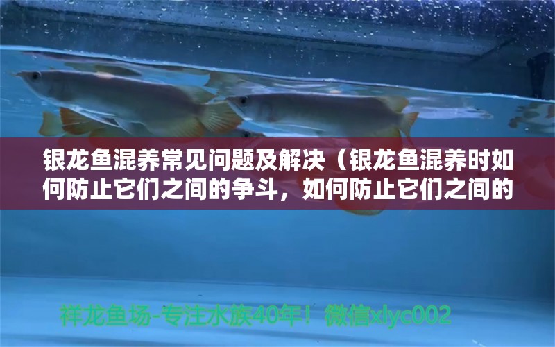 銀龍魚混養(yǎng)常見問(wèn)題及解決（銀龍魚混養(yǎng)時(shí)如何防止它們之間的爭(zhēng)斗，如何防止它們之間的爭(zhēng)斗） 水族問(wèn)答 第1張