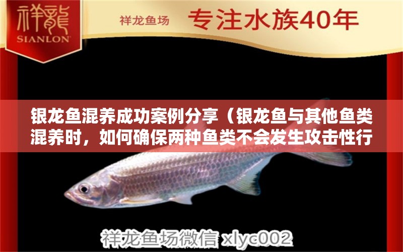 銀龍魚混養(yǎng)成功案例分享（銀龍魚與其他魚類混養(yǎng)時，如何確保兩種魚類不會發(fā)生攻擊性行為？） 水族問答 第1張