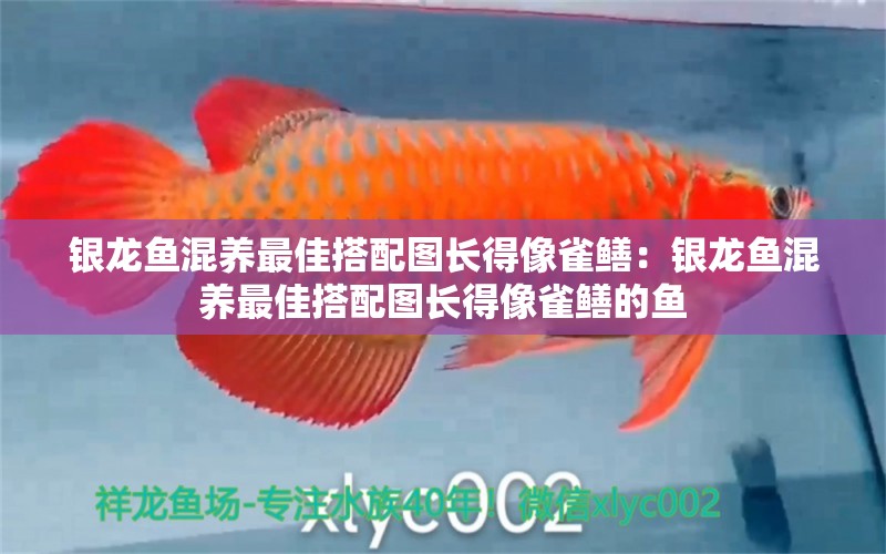 銀龍魚(yú)混養(yǎng)最佳搭配圖長(zhǎng)得像雀鱔：銀龍魚(yú)混養(yǎng)最佳搭配圖長(zhǎng)得像雀鱔的魚(yú)