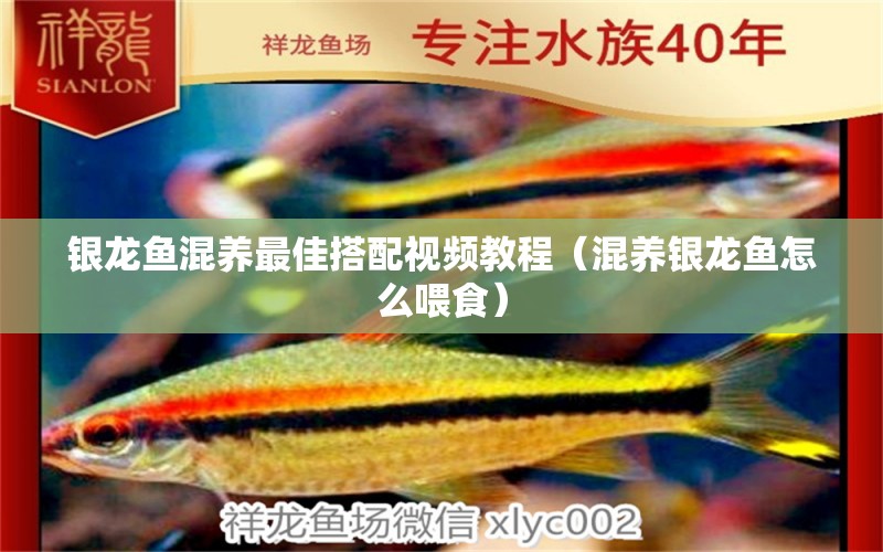 銀龍魚(yú)混養(yǎng)最佳搭配視頻教程（混養(yǎng)銀龍魚(yú)怎么喂食） 銀龍魚(yú)