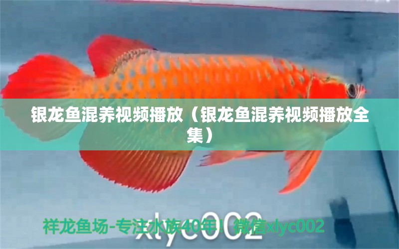 銀龍魚混養(yǎng)視頻播放（銀龍魚混養(yǎng)視頻播放全集） 巴西亞魚