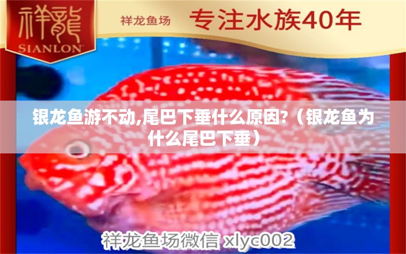 銀龍魚游不動,尾巴下垂什么原因?（銀龍魚為什么尾巴下垂）