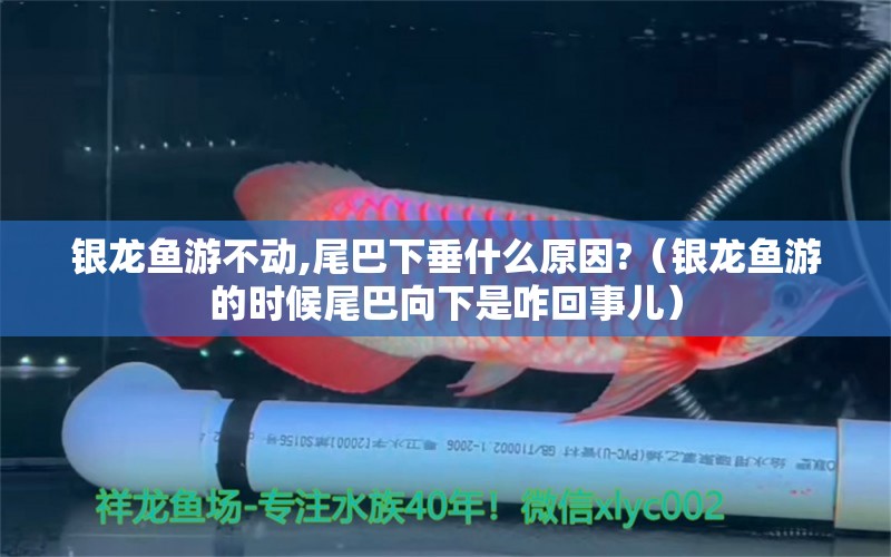 銀龍魚游不動,尾巴下垂什么原因?（銀龍魚游的時候尾巴向下是咋回事兒）