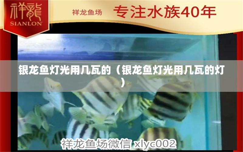 銀龍魚燈光用幾瓦的（銀龍魚燈光用幾瓦的燈） 銀龍魚