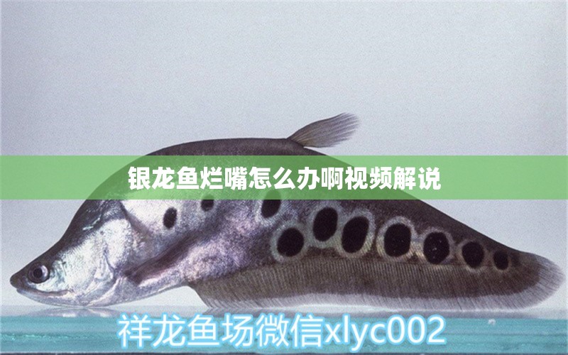 銀龍魚爛嘴怎么辦啊視頻解說