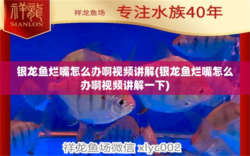 銀龍魚爛嘴怎么辦啊視頻講解(銀龍魚爛嘴怎么辦啊視頻講解一下)