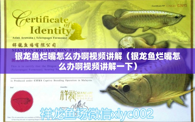 銀龍魚爛嘴怎么辦啊視頻講解（銀龍魚爛嘴怎么辦啊視頻講解一下）