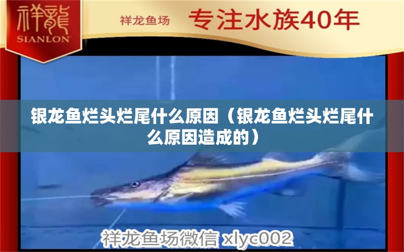 銀龍魚爛頭爛尾什么原因（銀龍魚爛頭爛尾什么原因造成的）