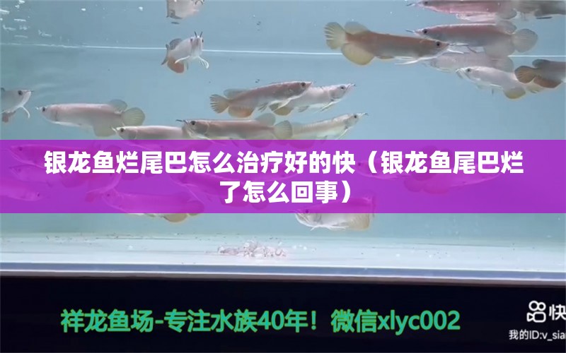 銀龍魚(yú)爛尾巴怎么治療好的快（銀龍魚(yú)尾巴爛了怎么回事）