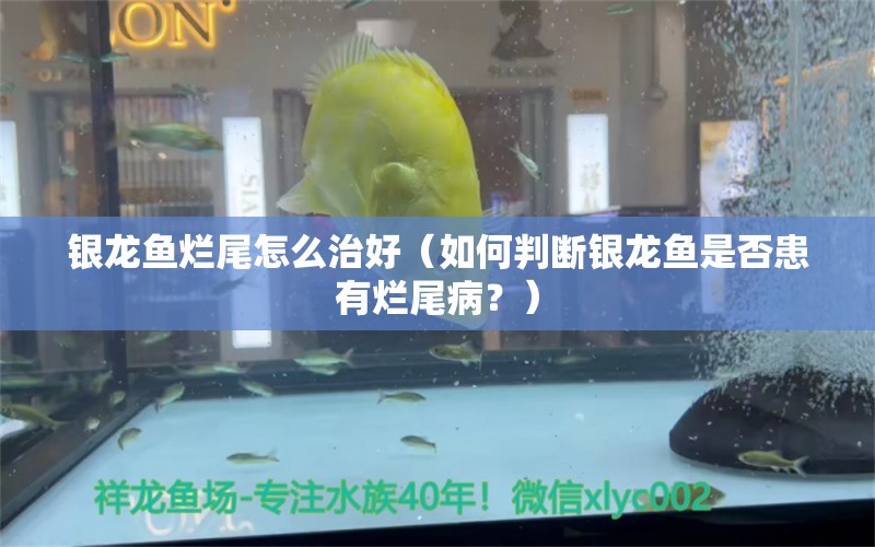 銀龍魚爛尾怎么治好（如何判斷銀龍魚是否患有爛尾病？）