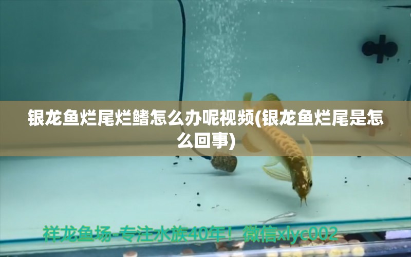 銀龍魚爛尾爛鰭怎么辦呢視頻(銀龍魚爛尾是怎么回事) 銀龍魚