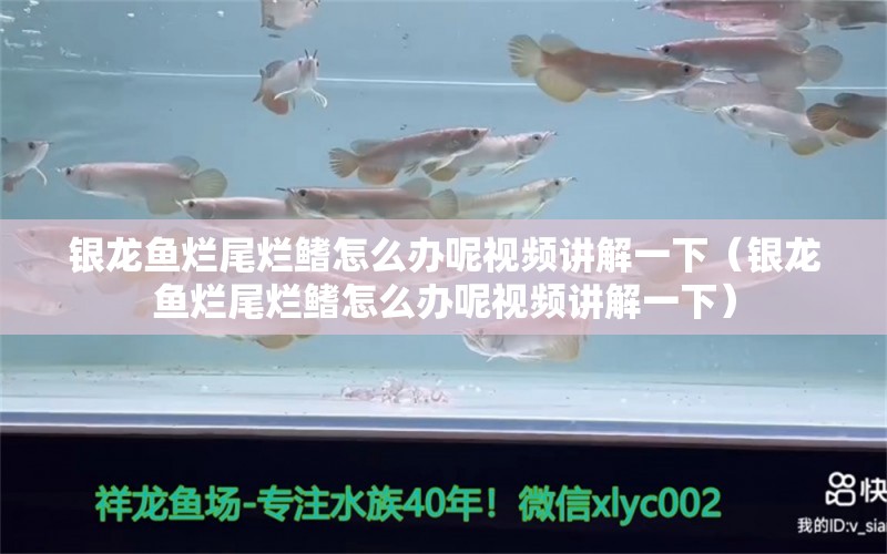 銀龍魚爛尾爛鰭怎么辦呢視頻講解一下（銀龍魚爛尾爛鰭怎么辦呢視頻講解一下）