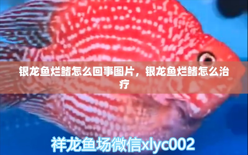 銀龍魚爛鰭怎么回事圖片，銀龍魚爛鰭怎么治療