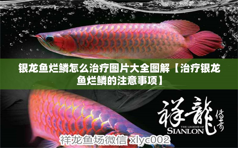 銀龍魚爛鱗怎么治療圖片大全圖解【治療銀龍魚爛鱗的注意事項(xiàng)】 水族問答 第1張