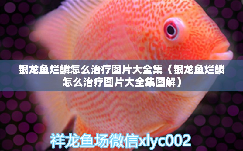 銀龍魚爛鱗怎么治療圖片大全集（銀龍魚爛鱗怎么治療圖片大全集圖解）