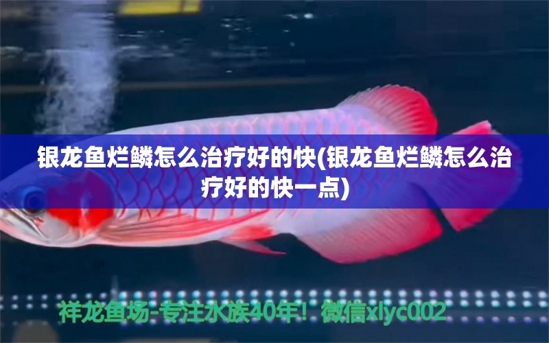 銀龍魚爛鱗怎么治療好的快(銀龍魚爛鱗怎么治療好的快一點(diǎn)) 銀龍魚