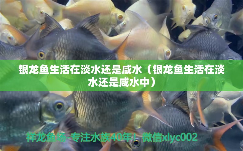 銀龍魚生活在淡水還是咸水（銀龍魚生活在淡水還是咸水中）