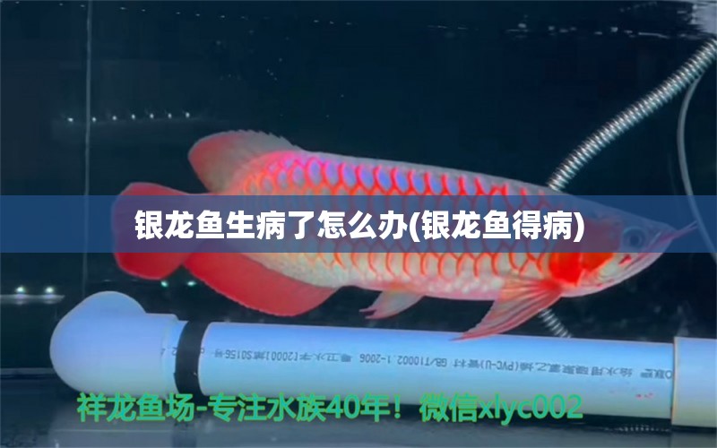 銀龍魚生病了怎么辦(銀龍魚得病)