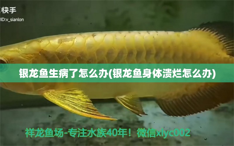 銀龍魚生病了怎么辦(銀龍魚身體潰爛怎么辦)