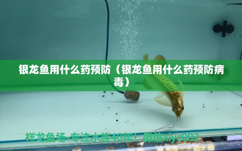 銀龍魚用什么藥預(yù)防（銀龍魚用什么藥預(yù)防病毒） 銀龍魚