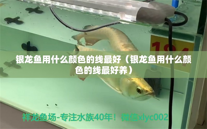 銀龍魚用什么顏色的線最好（銀龍魚用什么顏色的線最好養(yǎng)） 銀龍魚百科 第1張