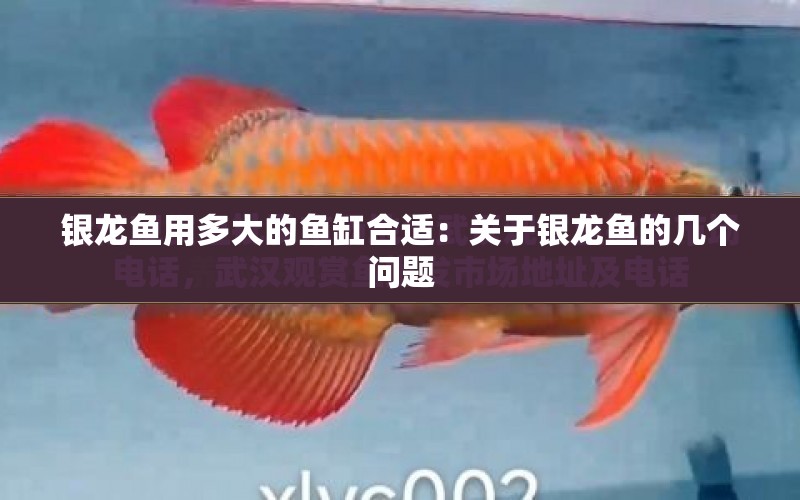 銀龍魚用多大的魚缸合適：關(guān)于銀龍魚的幾個問題 水族問答