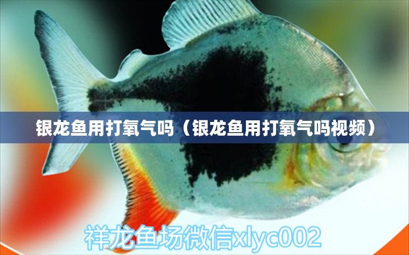 銀龍魚用打氧氣嗎（銀龍魚用打氧氣嗎視頻）