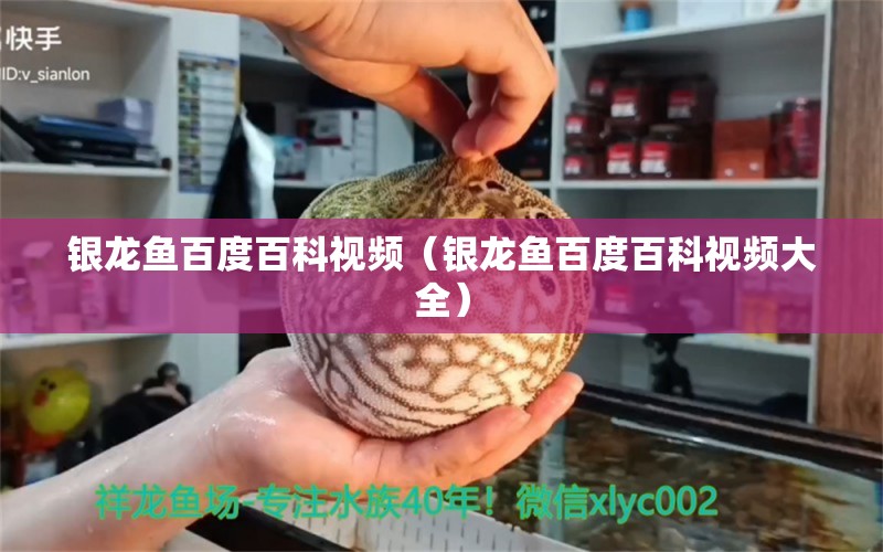 銀龍魚百度百科視頻（銀龍魚百度百科視頻大全） 銀龍魚