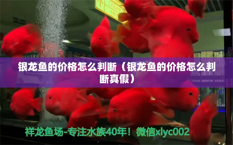 銀龍魚的價格怎么判斷（銀龍魚的價格怎么判斷真假）