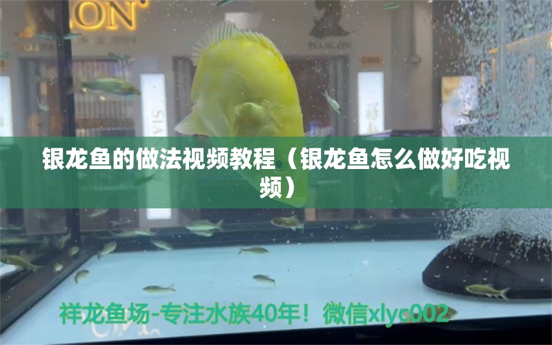 銀龍魚的做法視頻教程（銀龍魚怎么做好吃視頻）