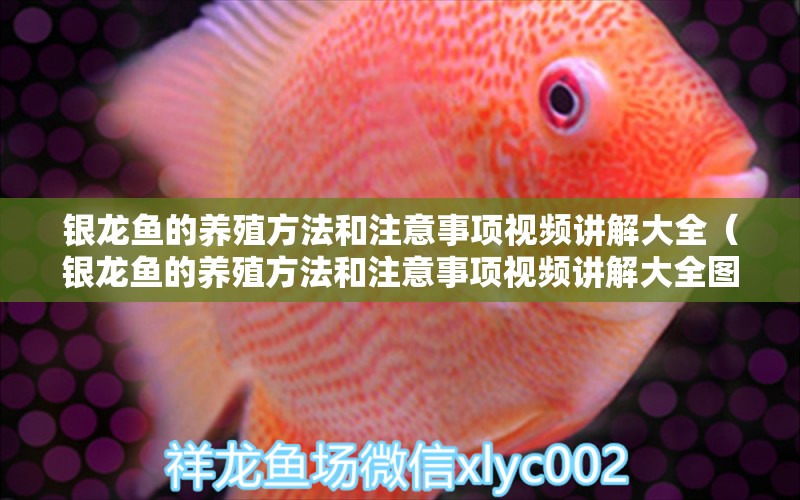 銀龍魚的養(yǎng)殖方法和注意事項視頻講解大全（銀龍魚的養(yǎng)殖方法和注意事項視頻講解大全圖片）