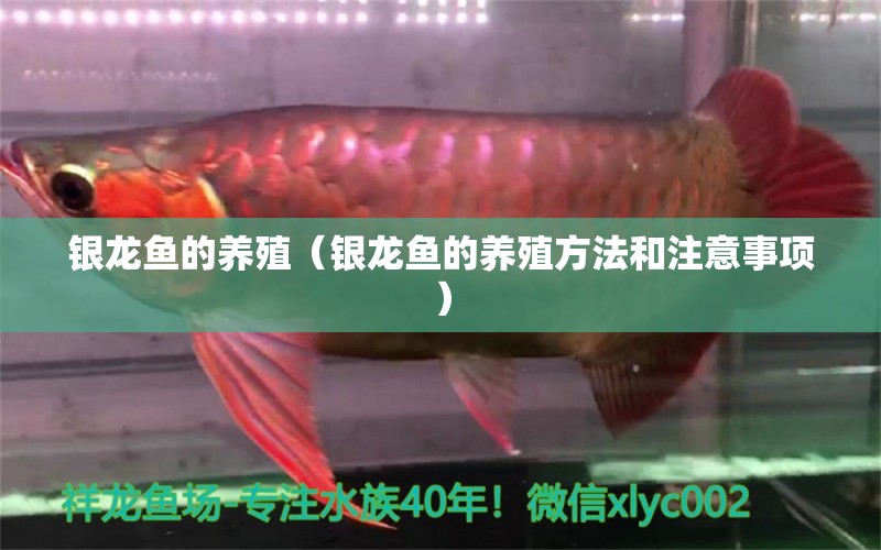 銀龍魚的養(yǎng)殖（銀龍魚的養(yǎng)殖方法和注意事項(xiàng)） 銀龍魚