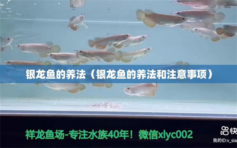 銀龍魚的養(yǎng)法（銀龍魚的養(yǎng)法和注意事項(xiàng)） 銀龍魚