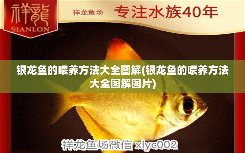 銀龍魚的喂養(yǎng)方法大全圖解(銀龍魚的喂養(yǎng)方法大全圖解圖片) 銀龍魚