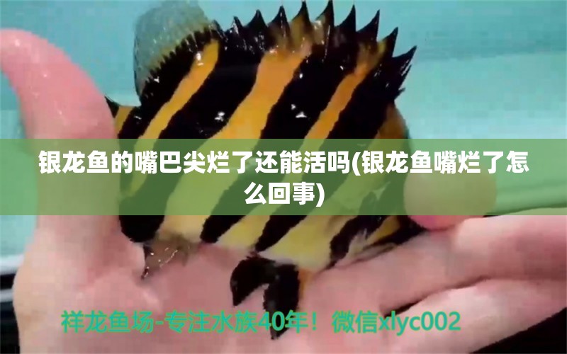 銀龍魚(yú)的嘴巴尖爛了還能活嗎(銀龍魚(yú)嘴爛了怎么回事) 銀龍魚(yú)百科 第1張