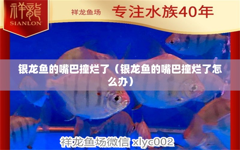 銀龍魚的嘴巴撞爛了（銀龍魚的嘴巴撞爛了怎么辦） 銀龍魚