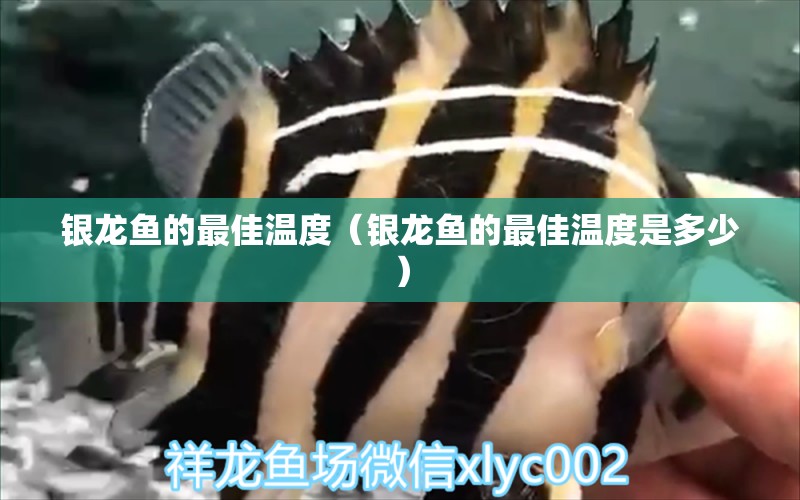 銀龍魚的最佳溫度（銀龍魚的最佳溫度是多少） 銀龍魚