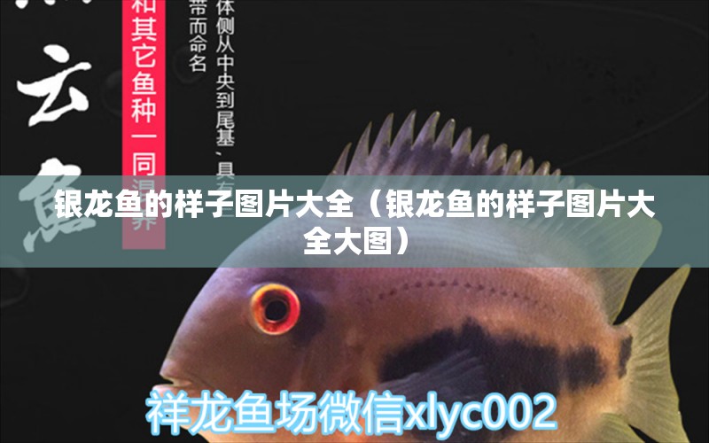 銀龍魚的樣子圖片大全（銀龍魚的樣子圖片大全大圖）