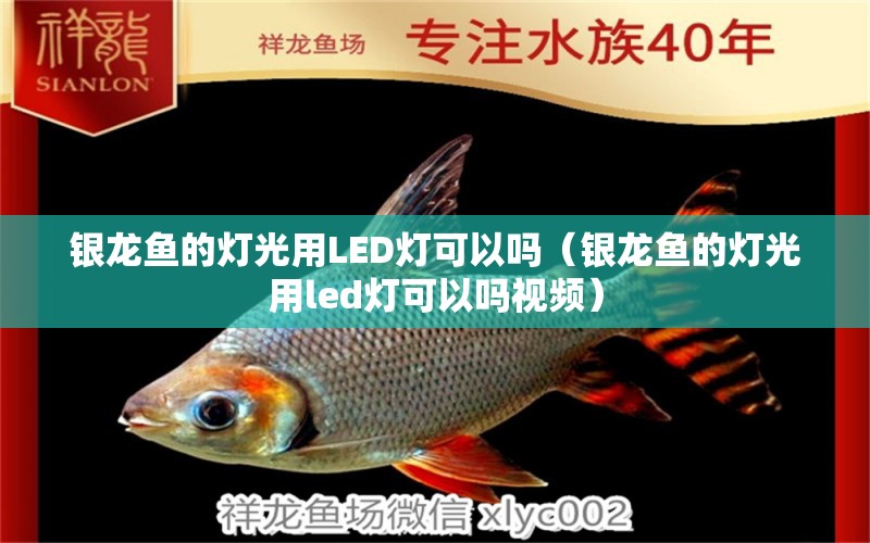 銀龍魚的燈光用LED燈可以嗎（銀龍魚的燈光用led燈可以嗎視頻）