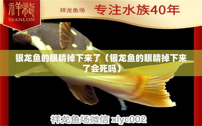 銀龍魚的眼睛掉下來了（銀龍魚的眼睛掉下來了會死嗎） 銀龍魚