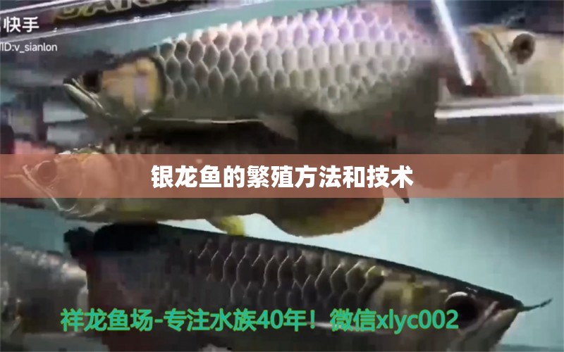 銀龍魚的繁殖方法和技術(shù)