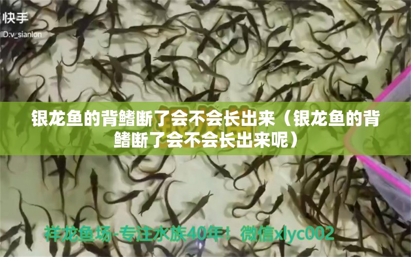 銀龍魚的背鰭斷了會(huì)不會(huì)長(zhǎng)出來(lái)（銀龍魚的背鰭斷了會(huì)不會(huì)長(zhǎng)出來(lái)呢） 銀龍魚