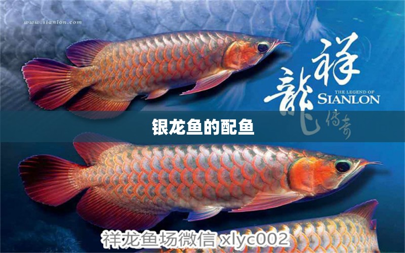 銀龍魚的配魚