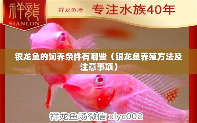 銀龍魚的飼養(yǎng)條件有哪些（銀龍魚養(yǎng)殖方法及注意事項(xiàng)） 銀龍魚