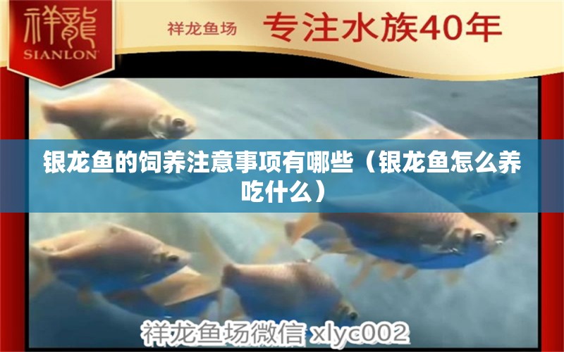 銀龍魚的飼養(yǎng)注意事項(xiàng)有哪些（銀龍魚怎么養(yǎng)吃什么） 觀賞魚批發(fā)