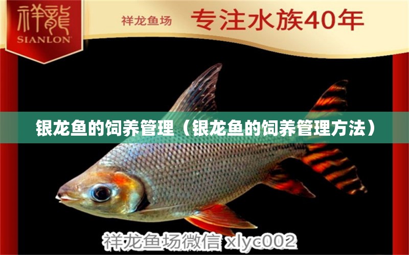 銀龍魚的飼養(yǎng)管理（銀龍魚的飼養(yǎng)管理方法） 銀龍魚