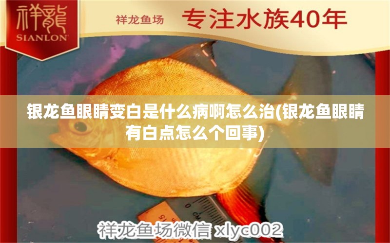 銀龍魚眼睛變白是什么病啊怎么治(銀龍魚眼睛有白點怎么個回事)