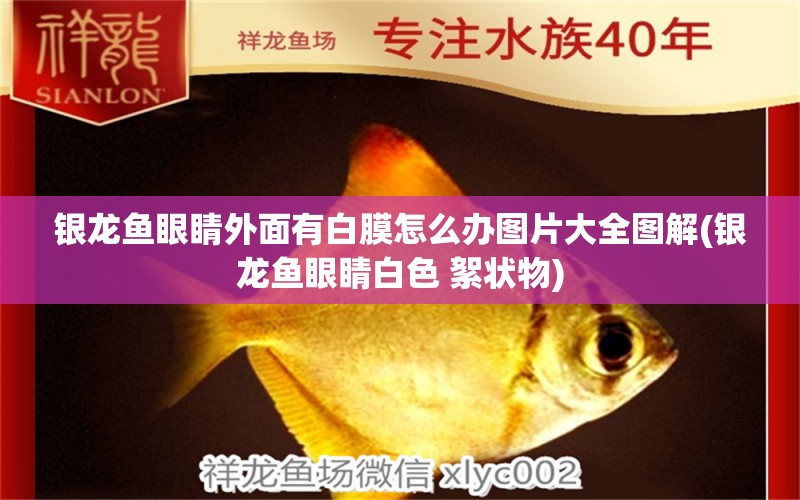 銀龍魚眼睛外面有白膜怎么辦圖片大全圖解(銀龍魚眼睛白色 絮狀物) 銀龍魚